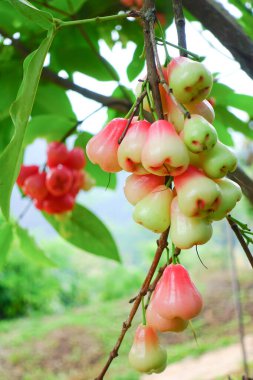 Tropikal Bahçedeki Ağaçta Taze Elmalar Asılı Taze Gül Elmaları.