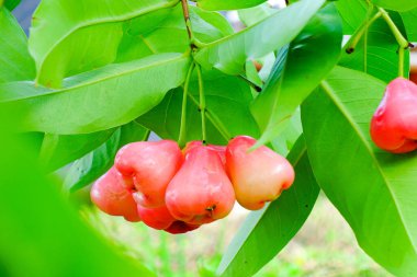 Tropikal Bahçedeki Ağaçta Taze Elmalar Asılı Taze Gül Elmaları.