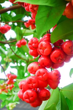Tropikal Bahçedeki Ağaçta Taze Elmalar Asılı Taze Gül Elmaları.