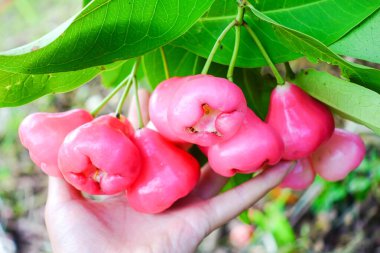 Tropikal Bahçedeki Ağaçta Taze Elmalar Asılı Taze Gül Elmaları.