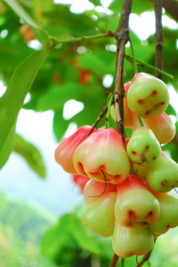 Tropikal Bahçedeki Ağaçta Taze Elmalar Asılı Taze Gül Elmaları.