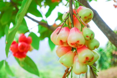 Tropikal Bahçedeki Ağaçta Taze Elmalar Asılı Taze Gül Elmaları.