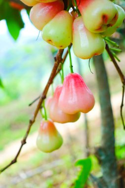 Tropikal Bahçedeki Ağaçta Taze Elmalar Asılı Taze Gül Elmaları.