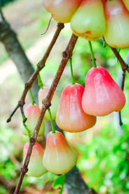 Tropikal Bahçedeki Ağaçta Taze Elmalar Asılı Taze Gül Elmaları.