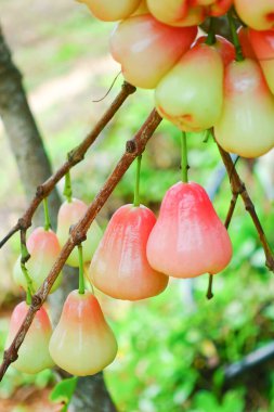 Tropikal Bahçedeki Ağaçta Taze Elmalar Asılı Taze Gül Elmaları.