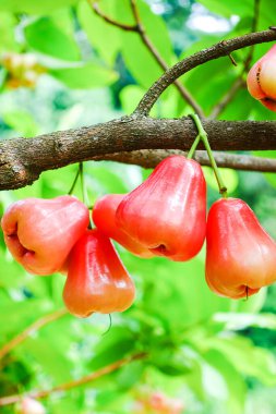 Tropikal Bahçedeki Ağaçta Taze Elmalar Asılı Taze Gül Elmaları.