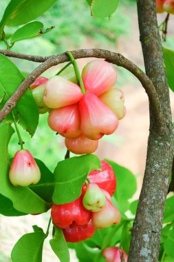 Tropikal Bahçedeki Ağaçta Taze Elmalar Asılı Taze Gül Elmaları.