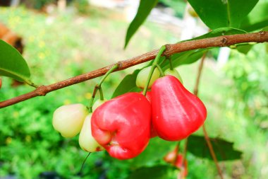 Tropikal Bahçedeki Ağaçta Taze Elmalar Asılı Taze Gül Elmaları.