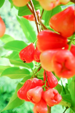 Tropikal Bahçedeki Ağaçta Taze Elmalar Asılı Taze Gül Elmaları.