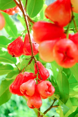 Tropikal Bahçedeki Ağaçta Taze Elmalar Asılı Taze Gül Elmaları.