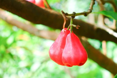 Tropikal Bahçedeki Ağaçta Taze Elmalar Asılı Taze Gül Elmaları.