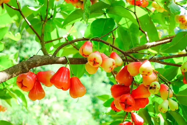 Tropikal Bahçedeki Ağaçta Taze Elmalar Asılı Taze Gül Elmaları.