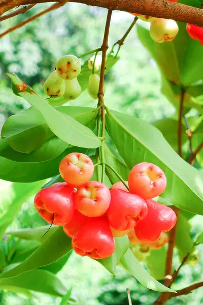 Tropikal Bahçedeki Ağaçta Taze Elmalar Asılı Taze Gül Elmaları.