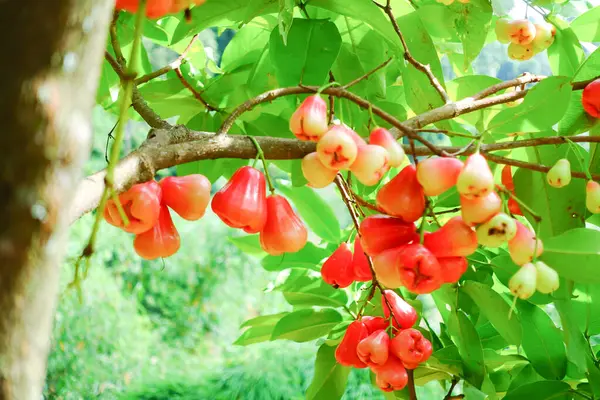 Tropikal Bahçedeki Ağaçta Taze Elmalar Asılı Taze Gül Elmaları.