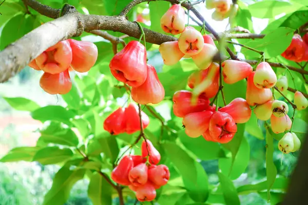 Tropikal Bahçedeki Ağaçta Taze Elmalar Asılı Taze Gül Elmaları.