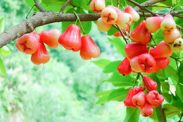 Tropikal Bahçedeki Ağaçta Taze Elmalar Asılı Taze Gül Elmaları.