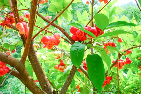 Tropikal Bahçedeki Ağaçta Taze Elmalar Asılı Taze Gül Elmaları.