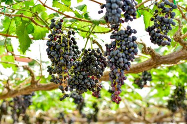 Taze Siyah Üzümler Bağda Asılı