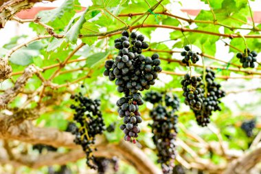 Taze Siyah Üzümler Bağda Asılı