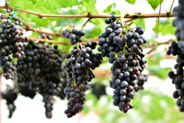 Taze Siyah Üzümler Bağda Asılı