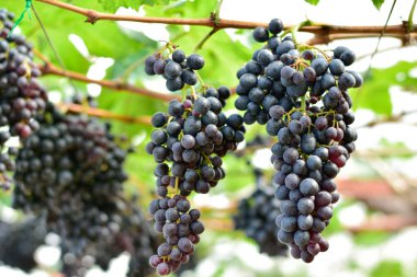 Taze Siyah Üzümler Bağda Asılı