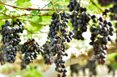 Taze Siyah Üzümler Bağda Asılı