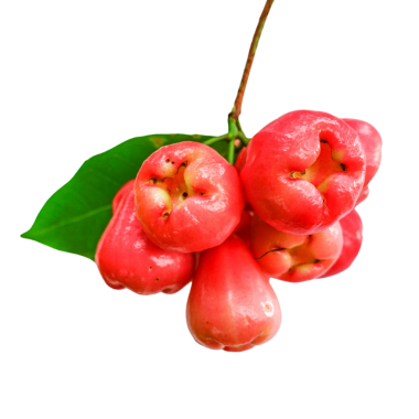 Şeffaf Arkaplan Üzerine Taze Gül Elması.