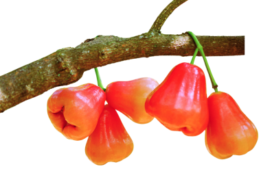 Şeffaf Arkaplan Üzerine Taze Gül Elması.