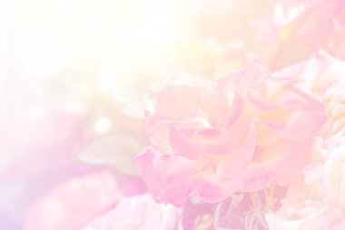 Rüya Pastası Arkaplanlı Yumuşak Pembe Gül