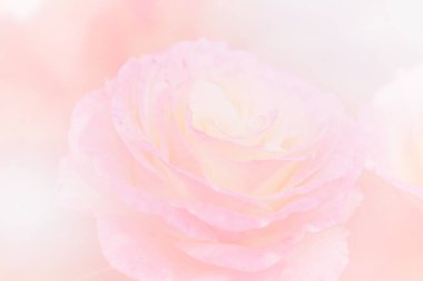 Rüya Pastası Arkaplanlı Yumuşak Pembe Gül