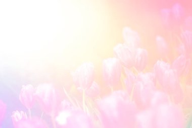 Rüya Pastası Arkaplanlı Yumuşak Pembe Gül