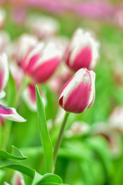 Pembe ve beyaz laleler yemyeşil bir bahçede çiçek açıyor.