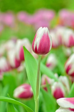 Pembe ve beyaz laleler yemyeşil bir bahçede çiçek açıyor.