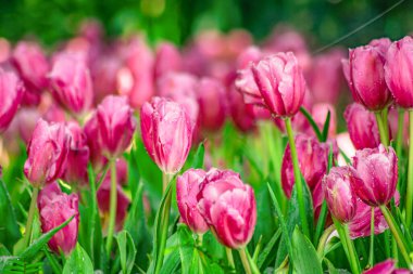Baharda çiçek açan pembe lale çiçekleriyle Güzel Botanik Bahçesi