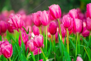 Baharda çiçek açan pembe lale çiçekleriyle Güzel Botanik Bahçesi