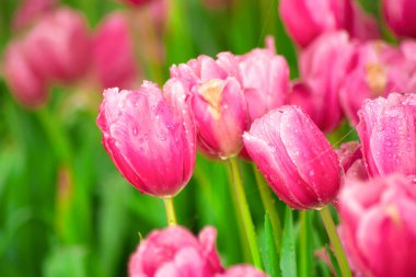 Baharda çiçek açan pembe lale çiçekleriyle Güzel Botanik Bahçesi