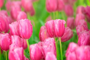 Baharda çiçek açan pembe lale çiçekleriyle Güzel Botanik Bahçesi