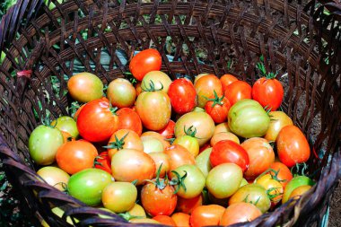 Taze ve Olgun Domateslerin Sepette Yakın Çekimi, Domates Hasadı