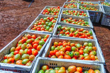 Taze ve Olgun Domateslerin Sepette Yakın Çekimi, Domates Hasadı