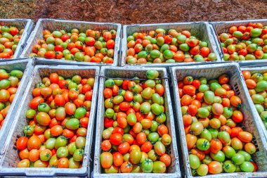 Taze ve Olgun Domateslerin Sepette Yakın Çekimi, Domates Hasadı