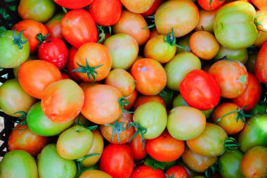 Taze ve Olgun Domateslerin Sepette Yakın Çekimi, Domates Hasadı