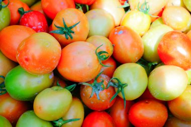 Taze ve Olgun Domateslerin Sepette Yakın Çekimi, Domates Hasadı