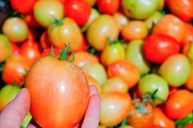 Taze ve Olgun Domateslerin Sepette Yakın Çekimi, Domates Hasadı