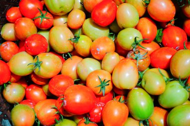 Taze ve Olgun Domateslerin Sepette Yakın Çekimi, Domates Hasadı