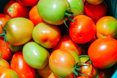 Taze ve Olgun Domateslerin Sepette Yakın Çekimi, Domates Hasadı