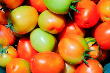 Taze ve Olgun Domateslerin Sepette Yakın Çekimi, Domates Hasadı