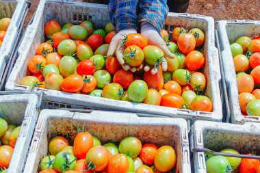 Taze ve Olgun Domateslerin Sepette Yakın Çekimi, Domates Hasadı