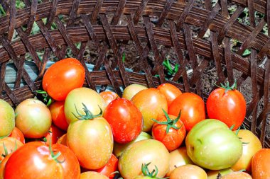 Taze ve Olgun Domateslerin Sepette Yakın Çekimi, Domates Hasadı