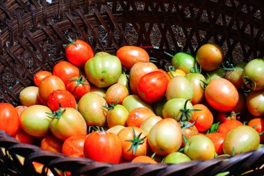 Taze ve Olgun Domateslerin Sepette Yakın Çekimi, Domates Hasadı