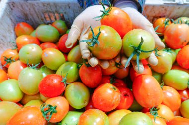Taze ve Olgun Domateslerin Sepette Yakın Çekimi, Domates Hasadı